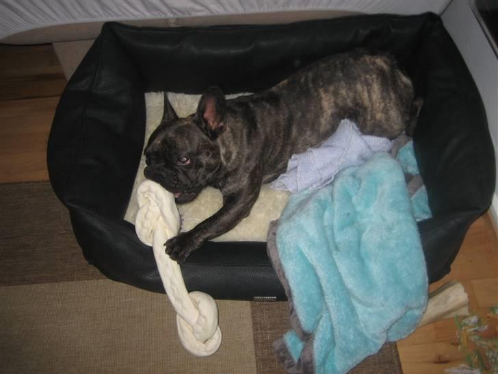 Fransk bulldog Ludvig billede 8