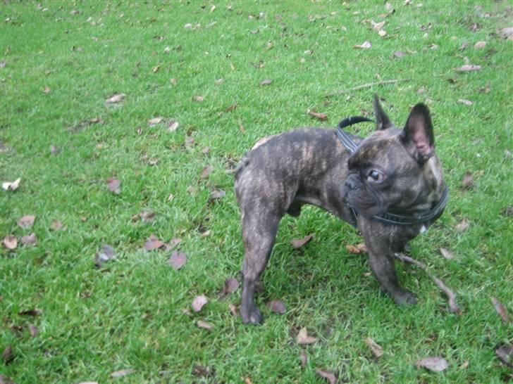 Fransk bulldog Ludvig billede 9