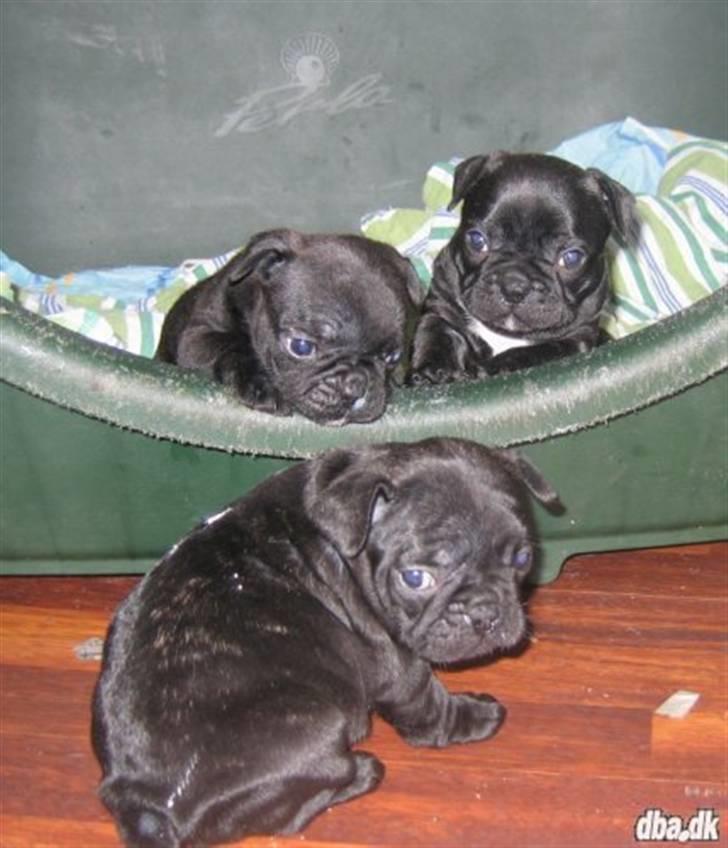 Fransk bulldog Ludvig billede 10