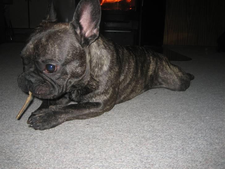 Fransk bulldog Ludvig billede 11