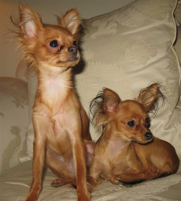 Russisk toy terrier Favorit Style Skazka  - Wenka og lillesøster Yuppy:) billede 9