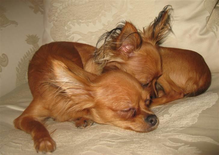 Russisk toy terrier Favorit Style Skazka  - nu har vi leget , nu skal vi sove:) billede 10