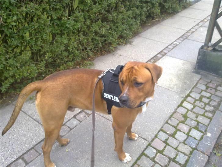 Blanding af racer Balou billede 1