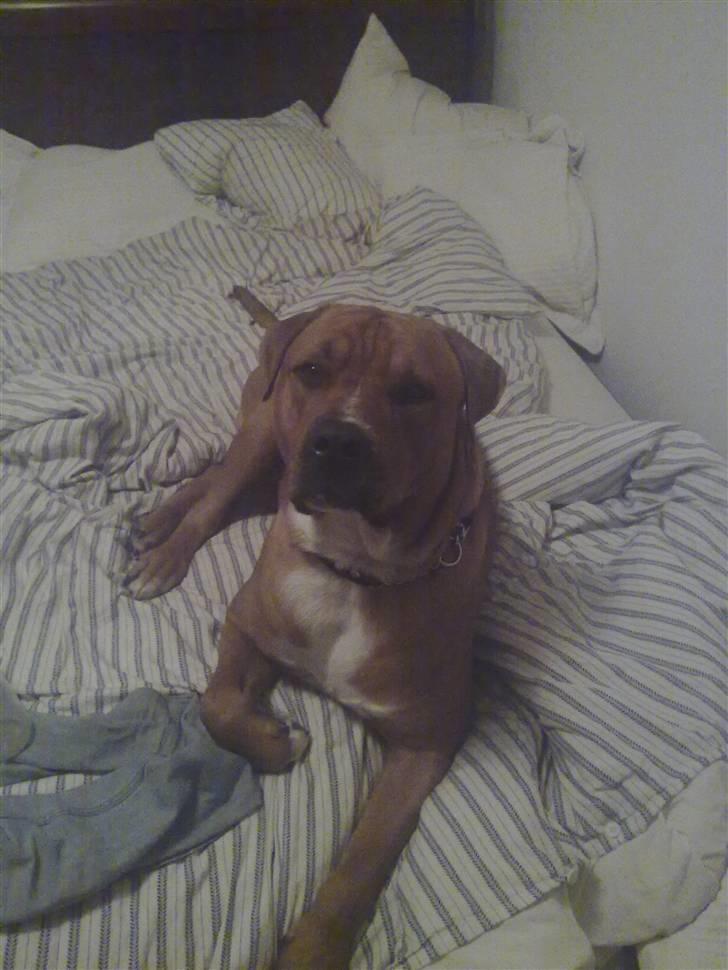 Blanding af racer Balou billede 2