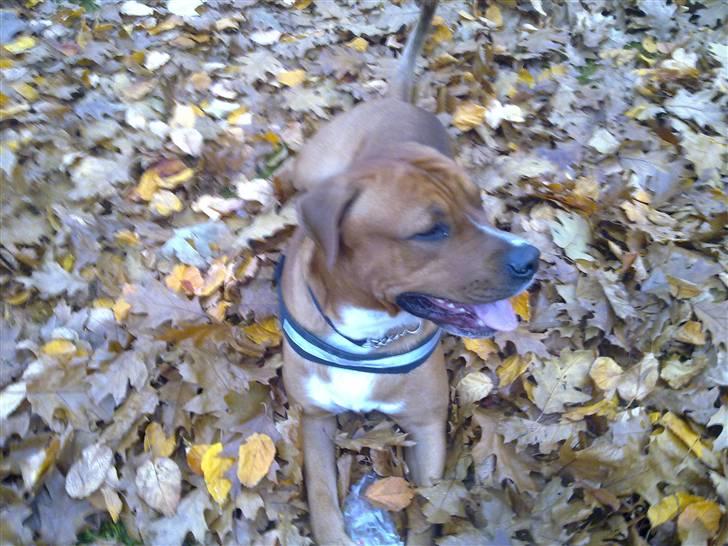 Blanding af racer Balou billede 3