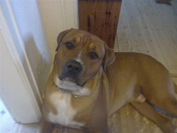 Blanding af racer Balou billede 4