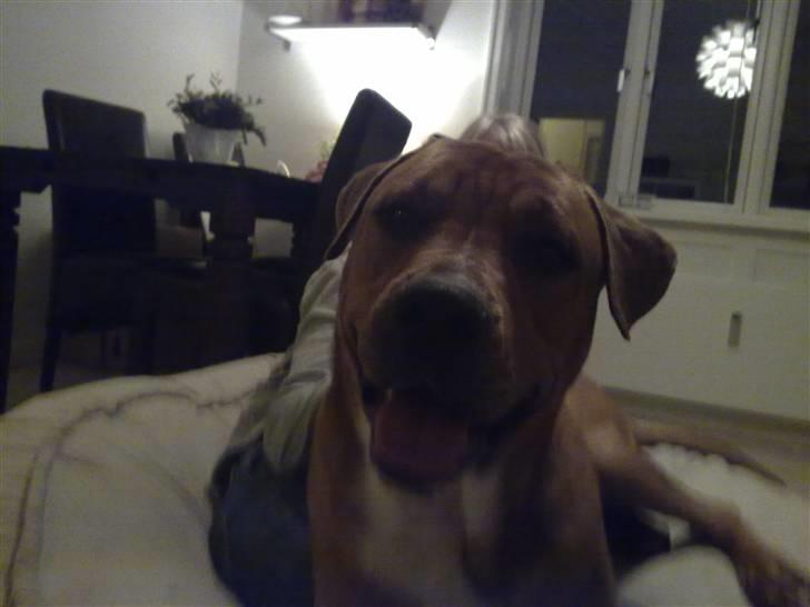 Blanding af racer Balou billede 5