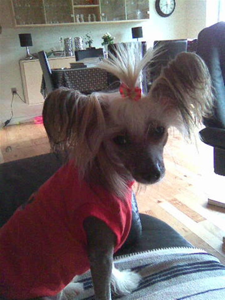 Chinese crested hårløs Misella's Usabine Unike  - Bine´pigen <3 billede 9