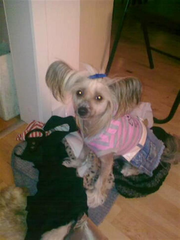 Chinese crested hårløs Misella's Usabine Unike  - Bine <3 billede 10