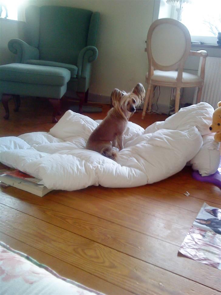 Chinese crested hårløs Misella's Usabine Unike  - Bine hos mine forældre <3 billede 11