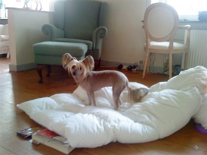 Chinese crested hårløs Misella's Usabine Unike  - Bine <3 billede 12