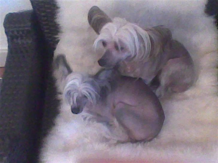 Chinese crested hårløs Cronhammar's Imperial China - Wilhelm & Bine <3 billede 7
