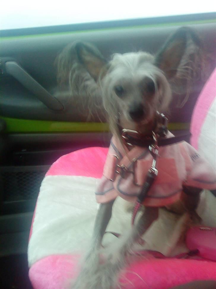 Chinese crested hårløs Cronhammar's Imperial China - Basse <3 billede 8