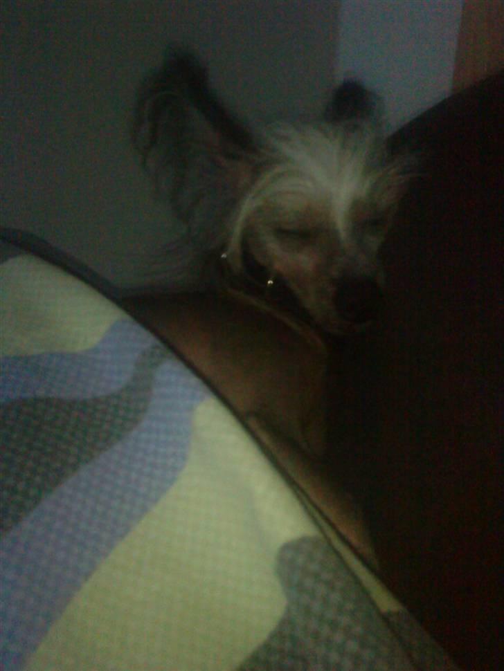 Chinese crested hårløs Cronhammar's Imperial China - Wilhelm på besøg oppe i min seng. han blev vidst lidt træt <3 billede 9