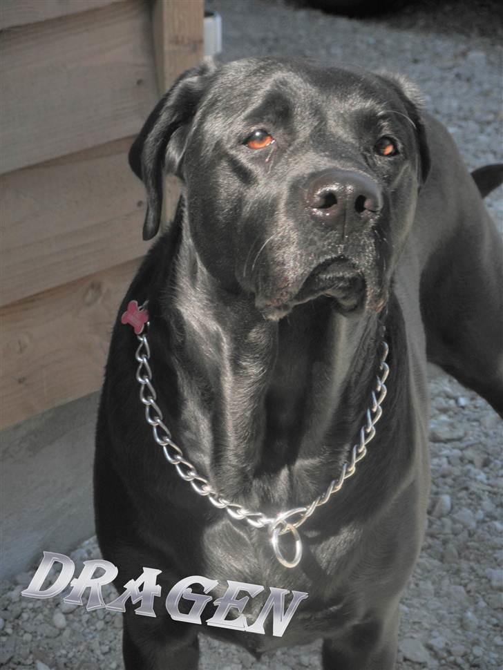 Labrador retriever Kiki *Dragen* - You are in mig life! <3 billede 2