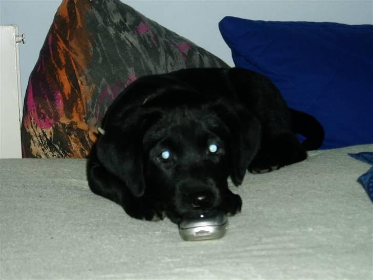 Labrador retriever Kiki *Dragen* - 8 uger gammel - Det var tider! (: billede 3