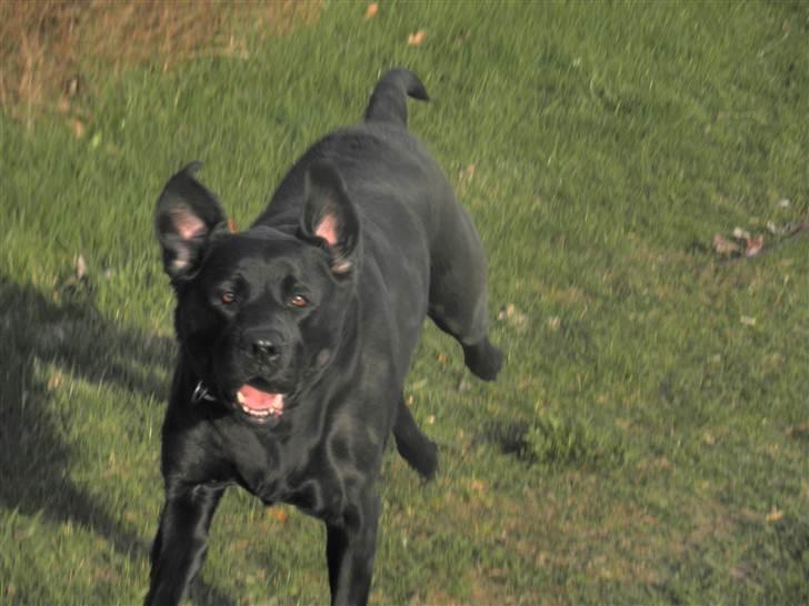 Labrador retriever Kiki *Dragen* - Der er fart over fæltet, med solskin! :D billede 1