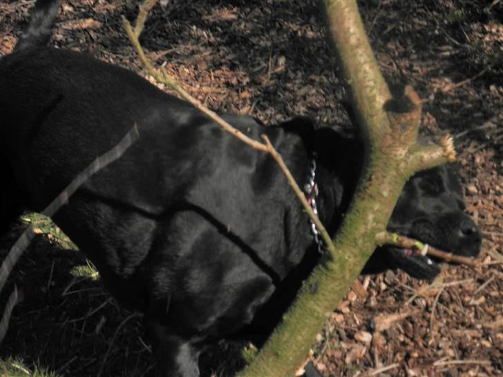 Labrador retriever Kiki *Dragen* - Nedlagt :D billede 5