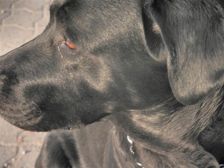 Labrador retriever Kiki *Dragen* - Du er noget spicelt! :* <3 billede 6