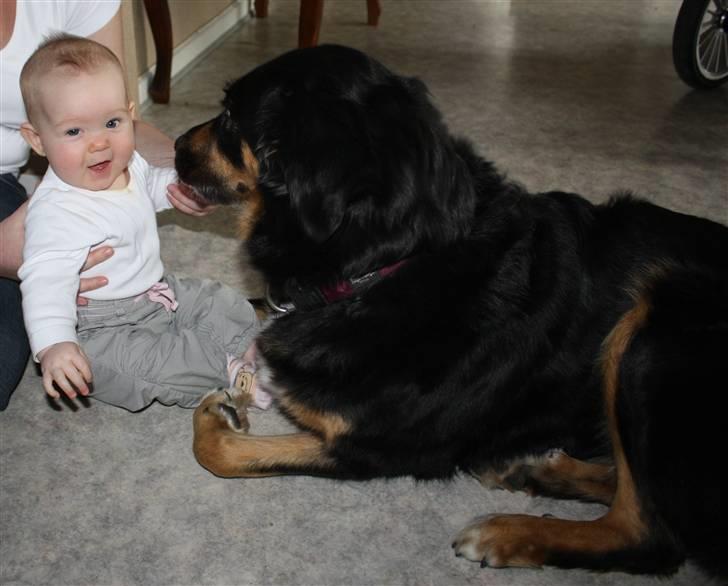 Blanding af racer Bella - Julie og Bella er rigtig glade for hinanden billede 8