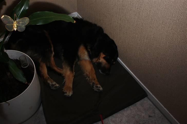 Blanding af racer Bella - Bella er træt efter barnedåb af vores lille pige billede 9