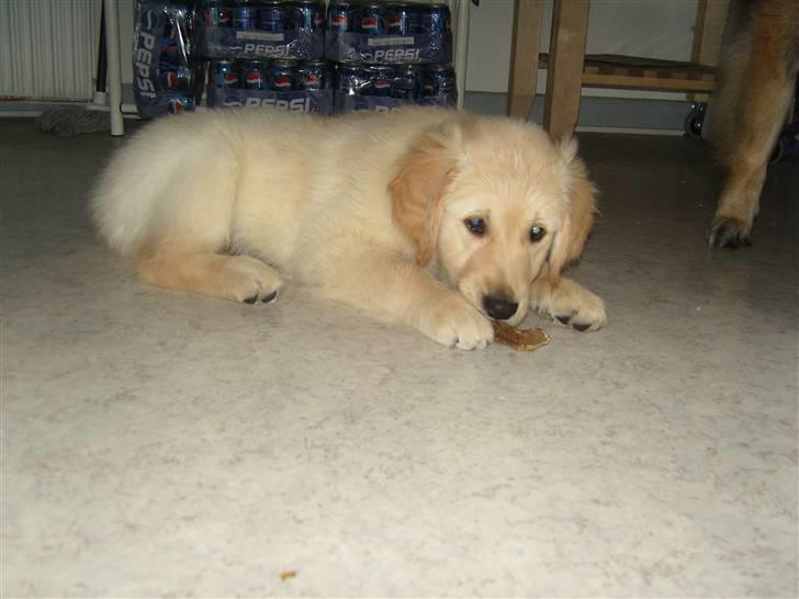 Golden retriever Blue billede 2