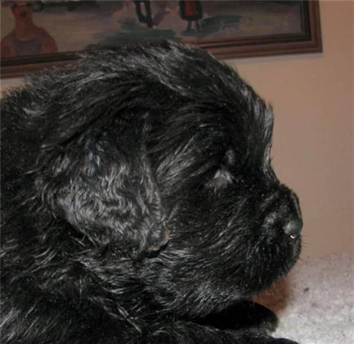 Newfoundlænder Boogie billede 1