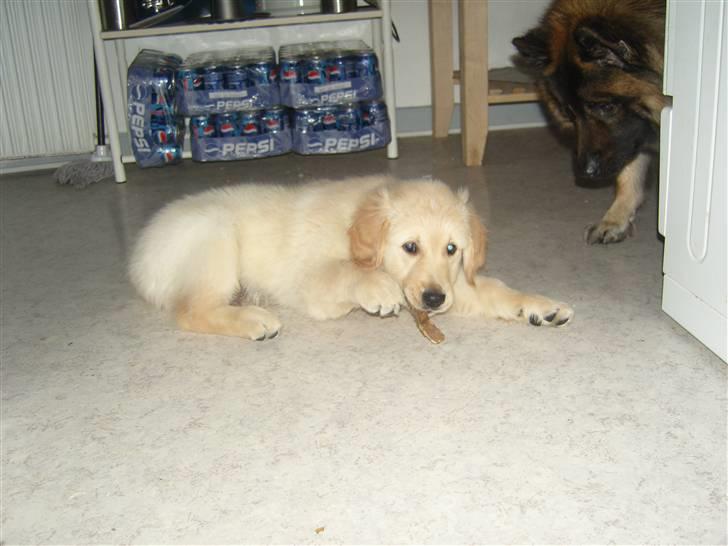 Golden retriever Blue billede 5