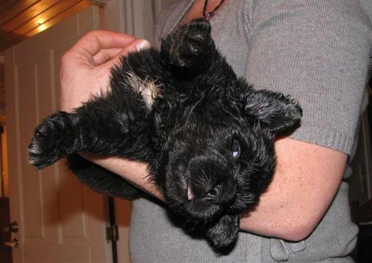 Newfoundlænder Boogie billede 2