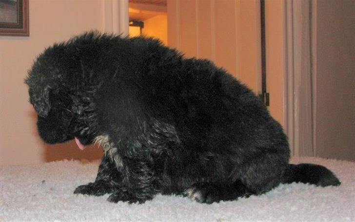 Newfoundlænder Boogie billede 3