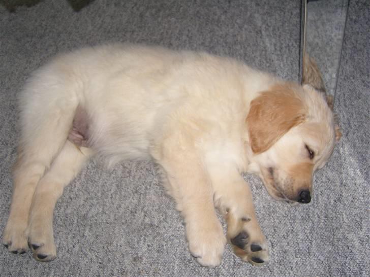 Golden retriever Blue billede 6