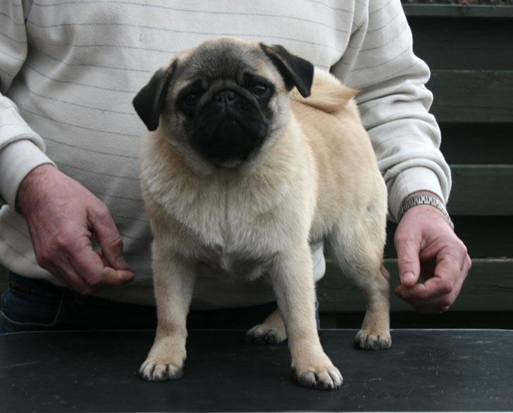 Mops Tangetoppen's Beef Wellington - Anton *28/3-10* billede 8