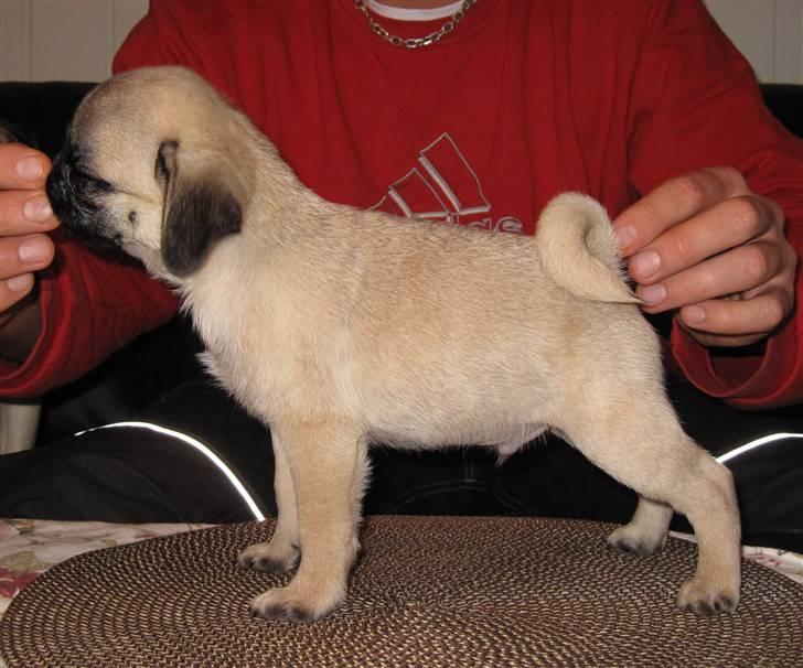 Mops Tangetoppen's Beef Wellington - Se så fint jeg allerede kan stå.  billede 9