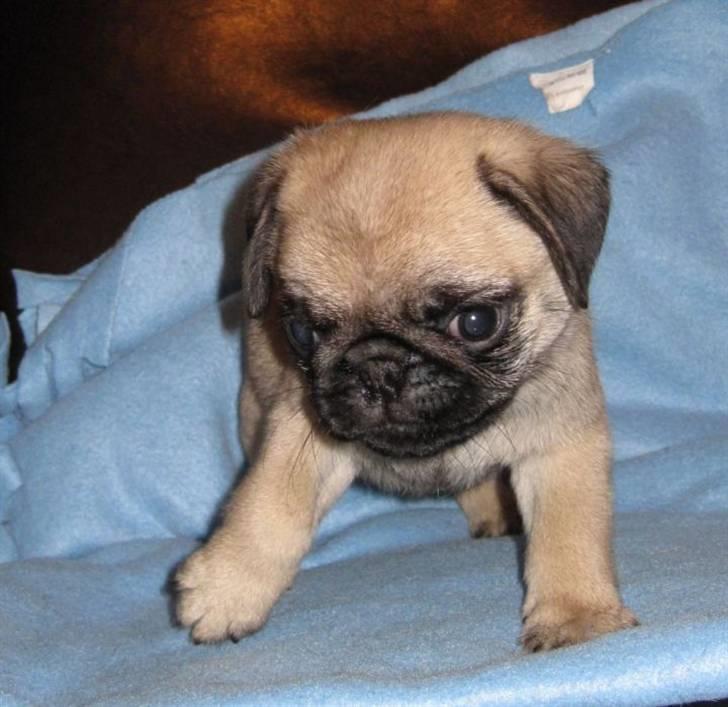 Mops Tangetoppen's Beef Wellington billede 11