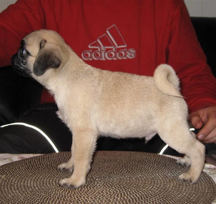 Mops Tangetoppen's Beef Wellington billede 13