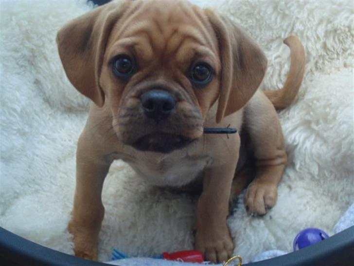 Blanding af racer Louis billede 1