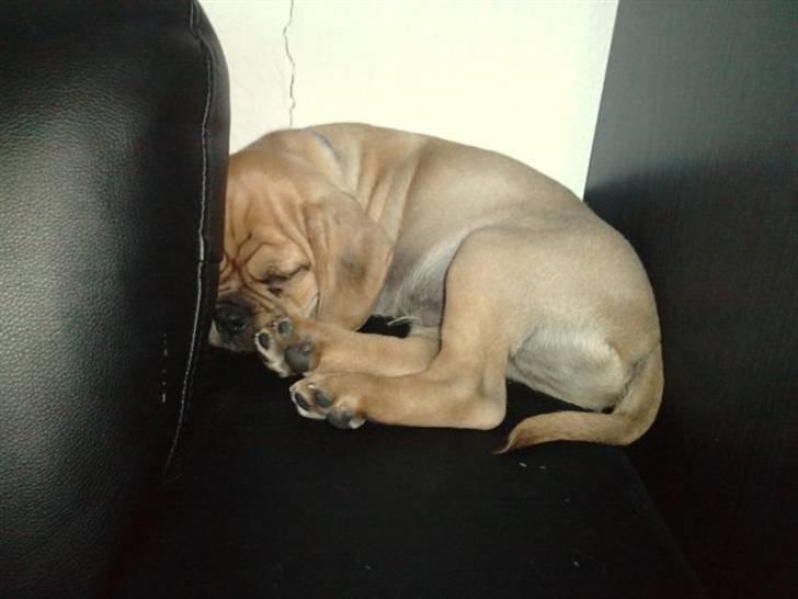 Blanding af racer Louis - Ikke mange dage efter vi fik ham :) tager en lur på sofaen. billede 2