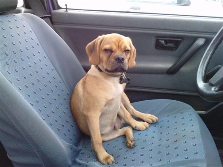 Blanding af racer Louis - Louis elsker at være ude og køre bil :) billede 3