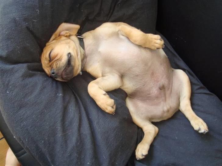 Blanding af racer Louis billede 4