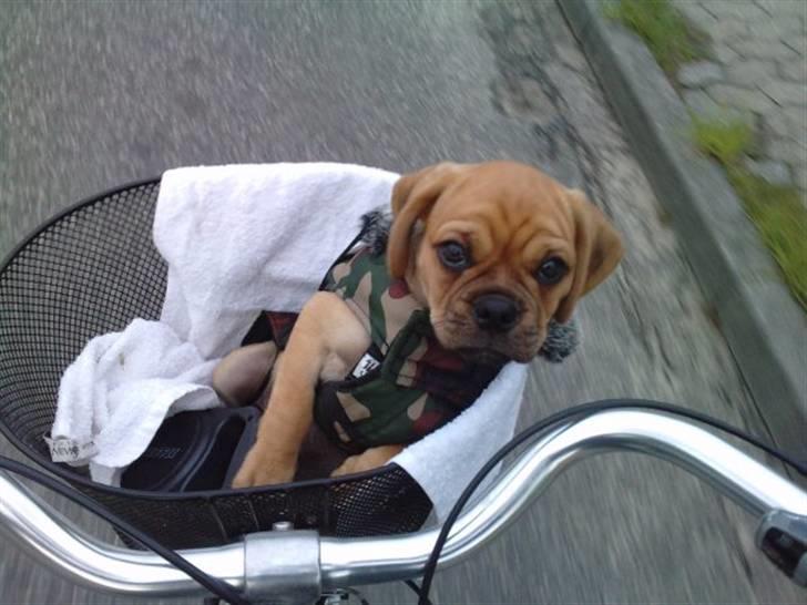 Blanding af racer Louis - Det er så dejligt at være ude og få noget frisk luft :) Kan desværre ikke være i cykelkurven længere :( billede 5