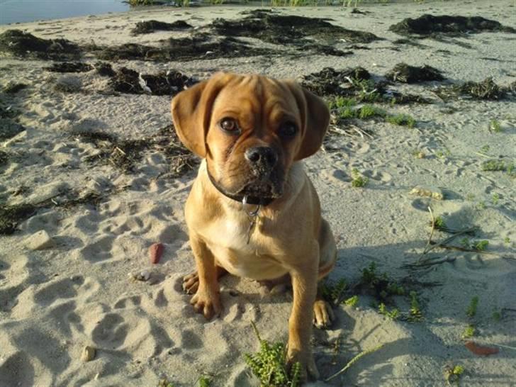 Blanding af racer Louis - På stranden :) Jeg sidder såå fint. billede 6