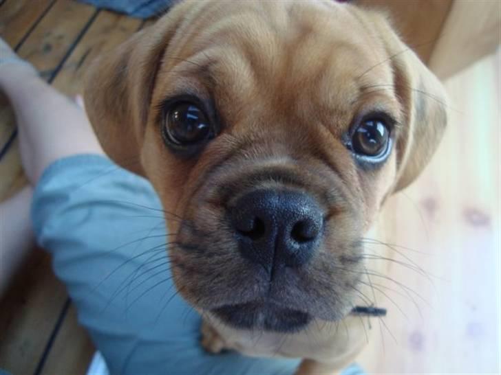 Blanding af racer Louis - Hej med dig :) billede 7