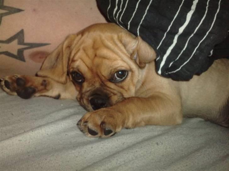 Blanding af racer Louis - Den aller første nat. Puttede sig helt indtil farmand :) billede 8