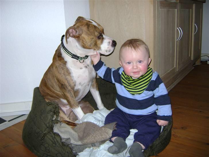 Amerikansk staffordshire terrier Ludvig - Mika og Ludvig :) Storebror passer på lillebror billede 9