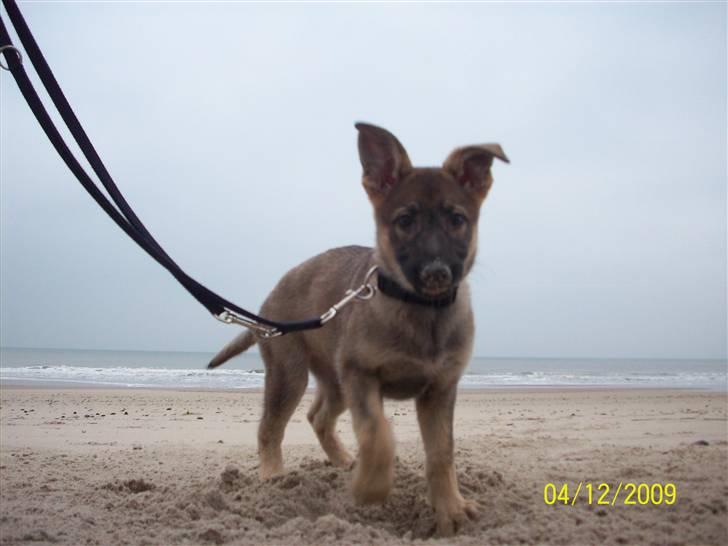 Schæferhund Dina billede 1