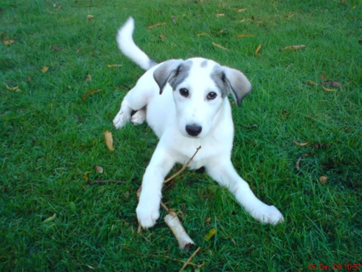 Blanding af racer kosmo(afleveret tilbage) - du er skøn billede 1