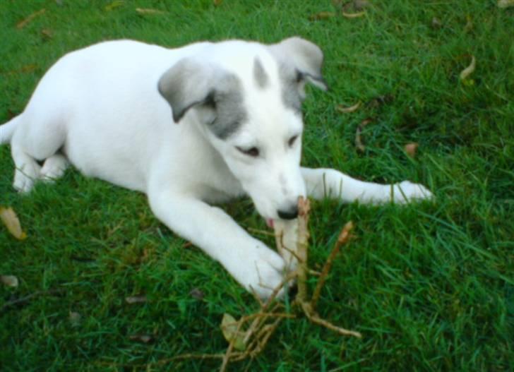 Blanding af racer kosmo(afleveret tilbage) billede 2