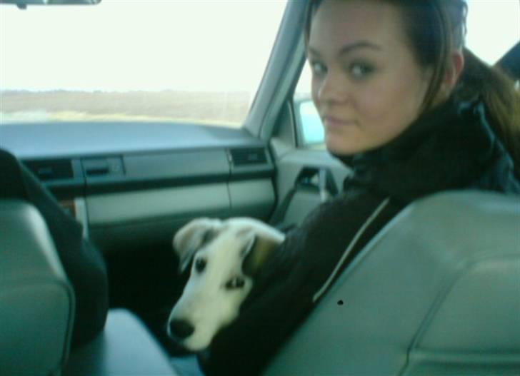 Blanding af racer kosmo(afleveret tilbage) - da han skal blive passet fordi far og papmor skal til fest  billede 3