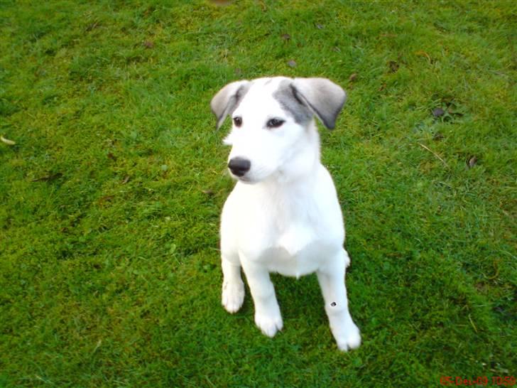 Blanding af racer kosmo(afleveret tilbage) billede 4