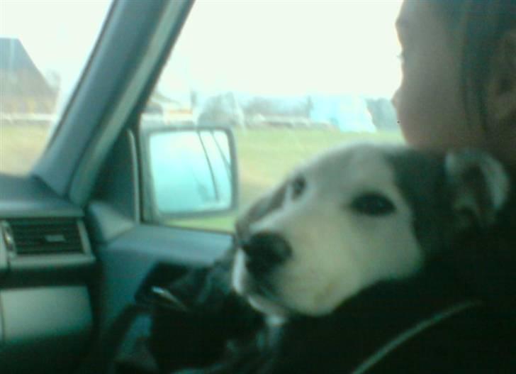 Blanding af racer kosmo(afleveret tilbage) billede 5